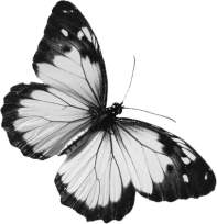 butter-fly